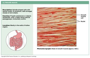 Smooth muscle description and photomicrograph