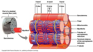 Muscle fiber and myofibril structure