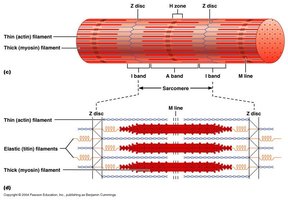 Myofilament types