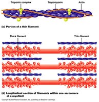 Thin filament structure