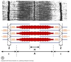 Sarcomere bands