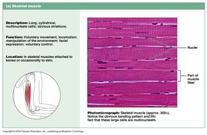 Skeletal muscle description and photomicrograph