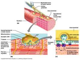 Neuromuscular junction
