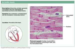 Cardiac muscle description and photomicrograph