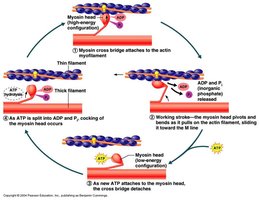 Myosin binding and pulling actin