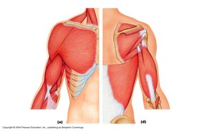 Muscle groups of the upper arm