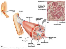 Muscle structure and connective tissue wrappings
