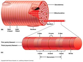 Muscle fiber and myofibril structure