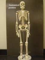 Skeleton model in anatomical position