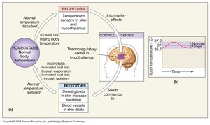 Negative feedback loop for body temperature