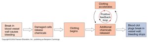 Positive feedback loop for blood clotting