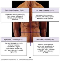 Abdominopelvic quadrants
