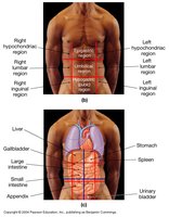 Abdominopelvic regions