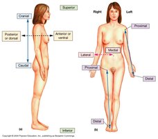 Directional terms