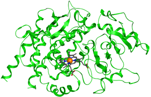 Cytochrome P450 enzyme structure