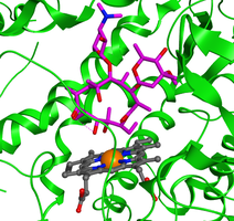 CYP enzyme active site with substrate
