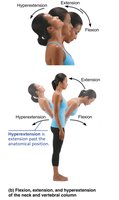 Flexion, extension, and hyperextension of the neck and vertebral column