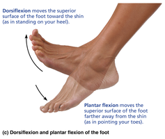 Dorsiflexion and plantar flexion of the foot