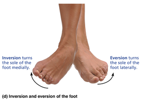 Inversion and eversion of the foot