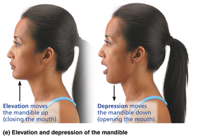 Elevation and depression of the mandible