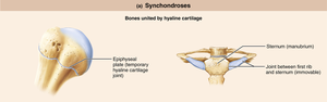 Synchondroses: epiphyseal plate and first rib-sternum joint