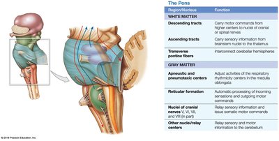 The pons and its connections