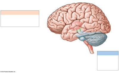 Lateral view of the brain showing major regions