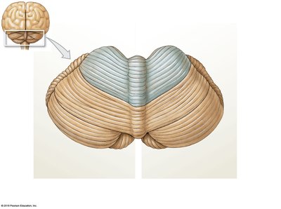 Posterior, superior surface of the cerebellum