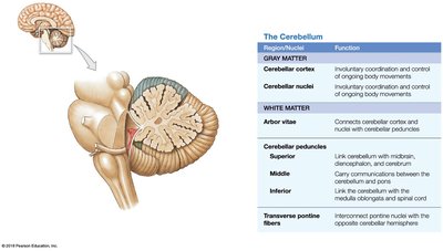 Sectional view of the cerebellum