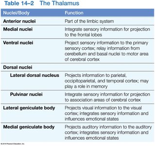 Table of thalamic nuclei and functions