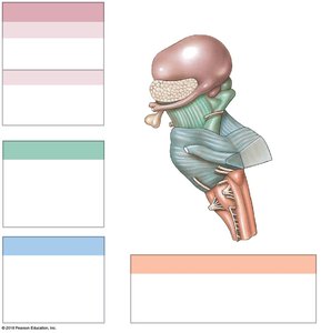 Brainstem and diencephalon with labeled regions