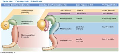 Development of the brain: primary and secondary vesicles