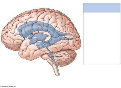 Lateral view of the ventricular system