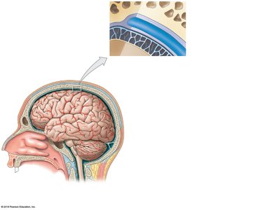 Relationships among the brain, cranium, and cranial meninges