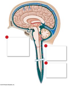 Formation and circulation of cerebrospinal fluid