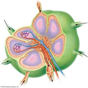 Anatomy of a lymph node showing cortex and medulla regions