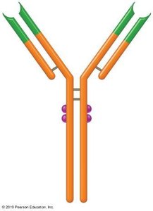 Structure of an antibody showing constant and variable regions