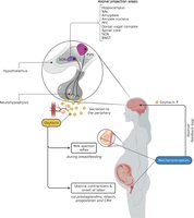 Oxytocin effects in reproduction and lactation