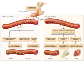 Regulation of growth hormone secretion