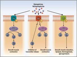 Hormone receptor types and effects