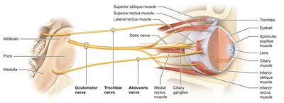 Oculomotor, trochlear, and abducens nerves and their target muscles
