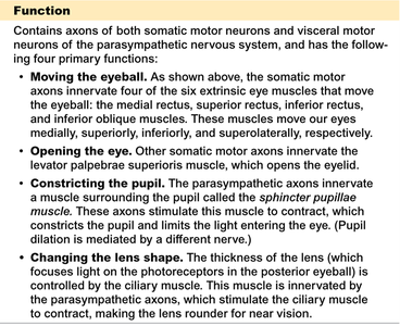 Oculomotor nerve function description