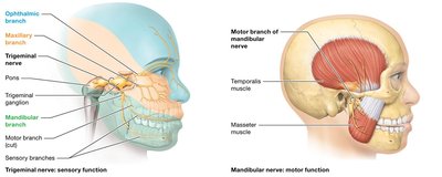 Trigeminal nerve branches and sensory/motor regions