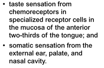 Facial nerve sensory functions