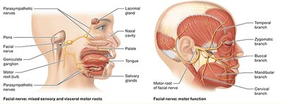 Facial nerve motor functions