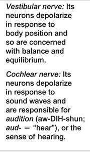 Vestibulocochlear nerve function description