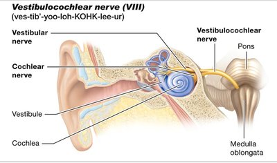 Vestibulocochlear nerve anatomy