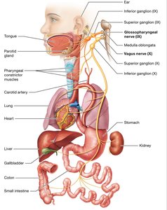 Glossopharyngeal and vagus nerves and their target organs