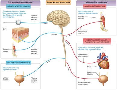 Diagram of PNS and CNS divisions and their connections
