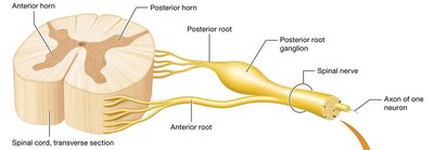 Structure of spinal nerve with roots and ganglion